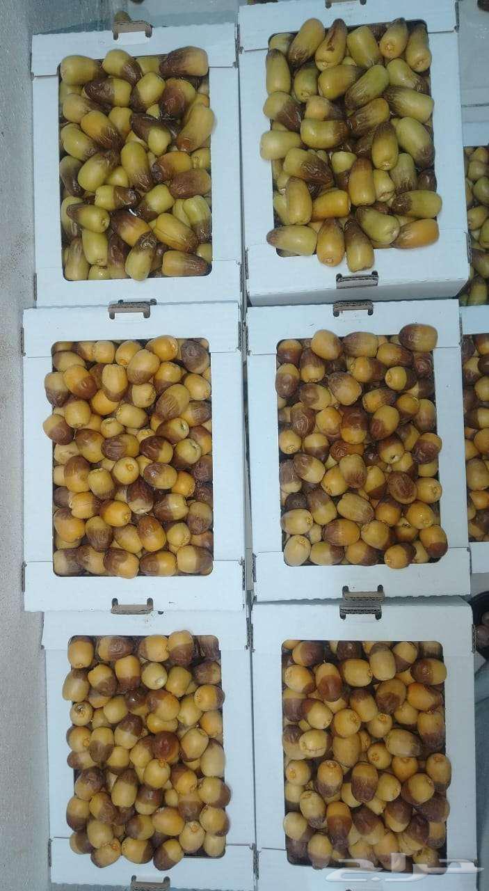 رطب روثان برني العيص الفخر درجه اولى63772001933954111