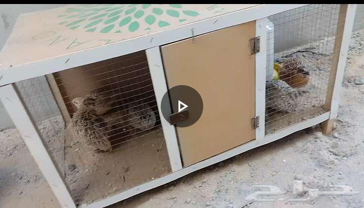 شبك طيور وشربات ماء وعلبة طعام للبيع63776404947329110