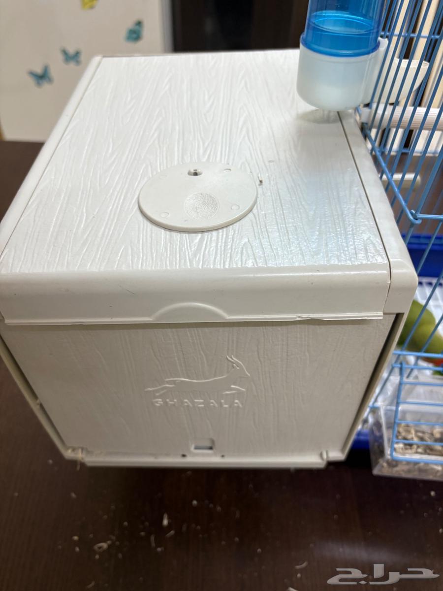 一对繁殖鸽子63775503529730114