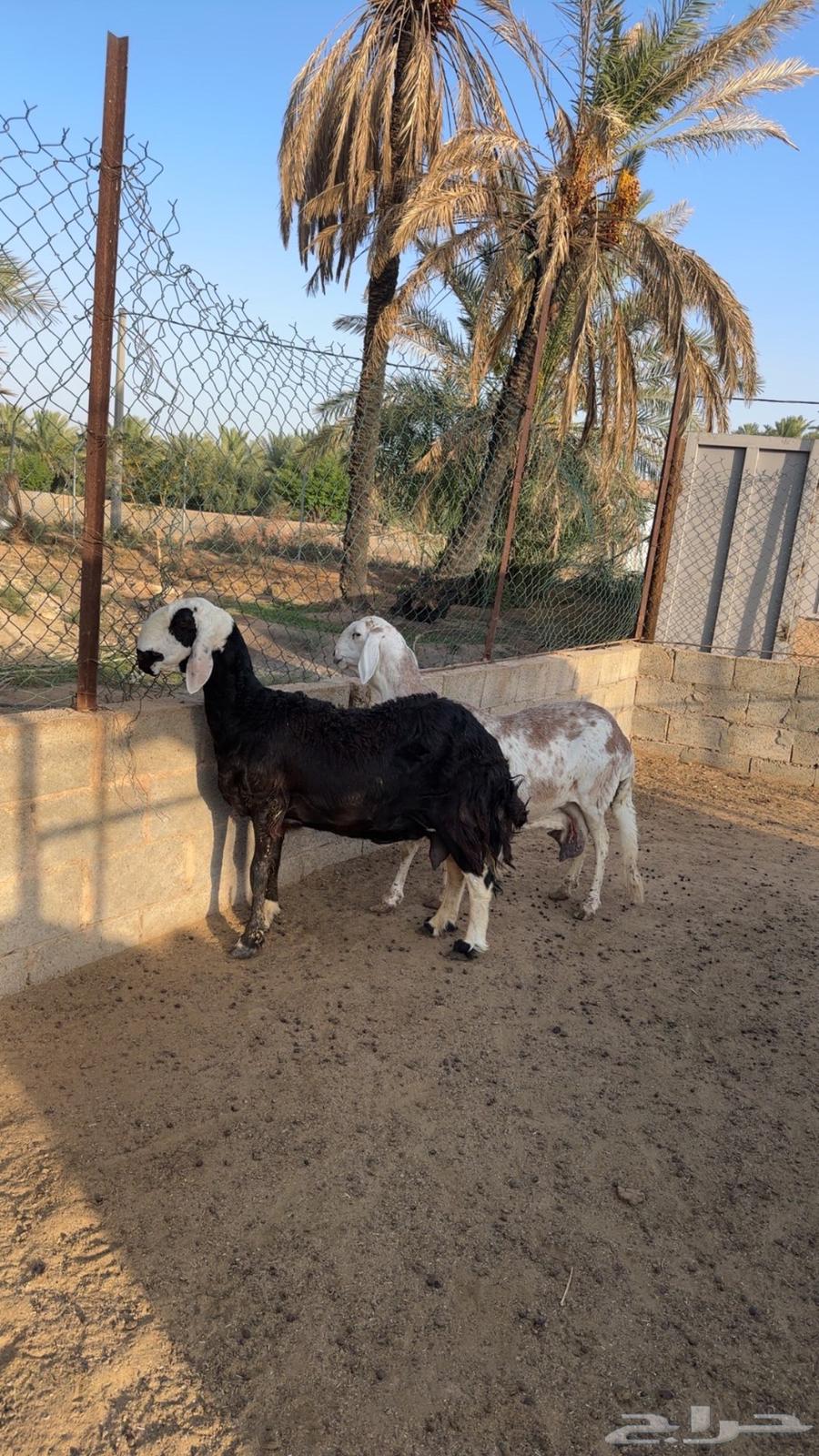 للبيع شياه ساكنيه وهجين نجدي بساكني63766641987457110