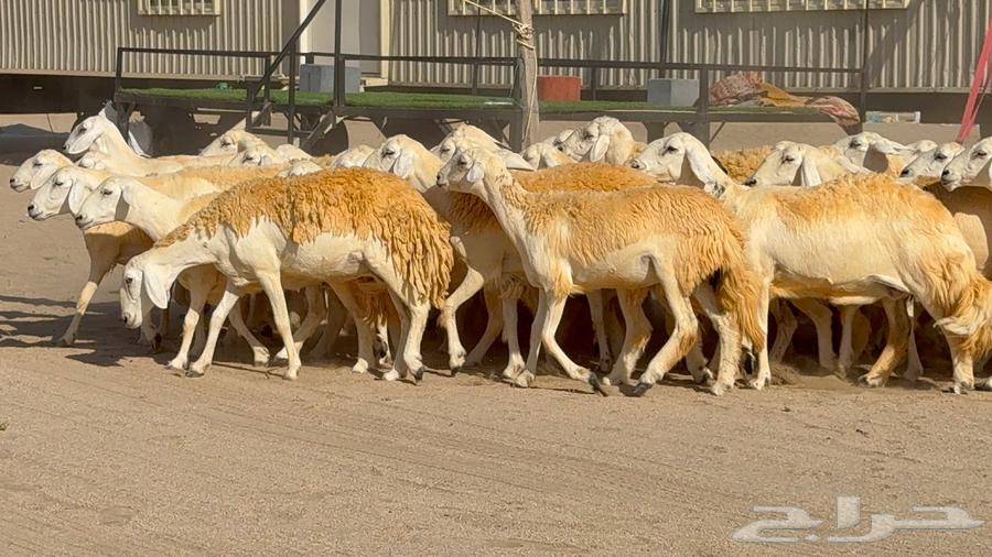 Sheep Type 46 More Details Mostly Rkhal63765460562819113