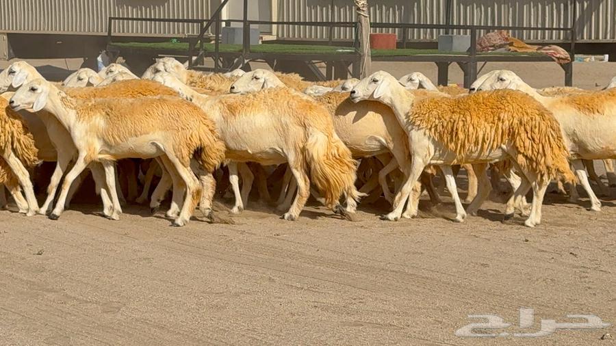 Sheep Type 46 More Details Mostly Rkhal63765460562819111