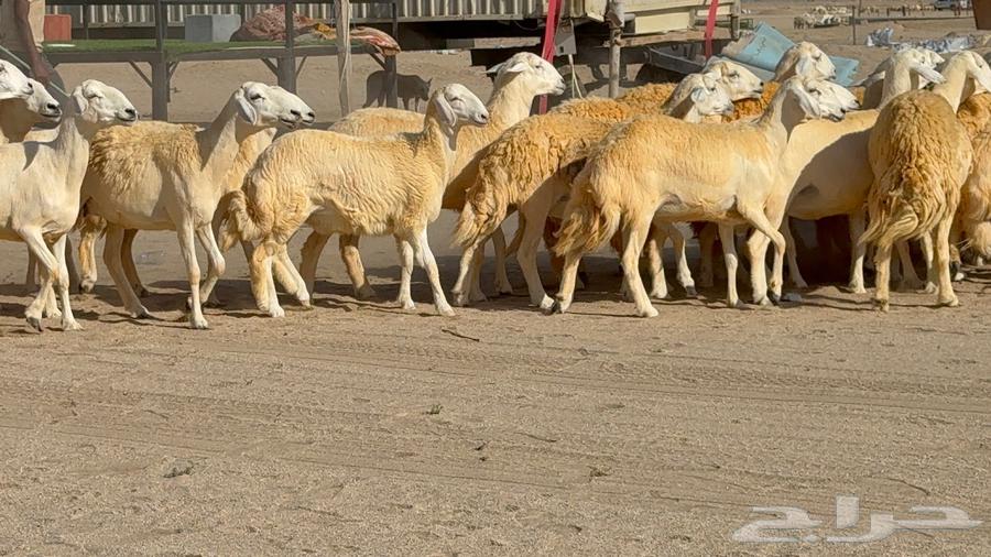 Sheep Type 46 More Details Mostly Rkhal63765460562819114