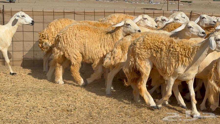 Sheep Type 46 More Details Mostly Rkhal63765460562819110