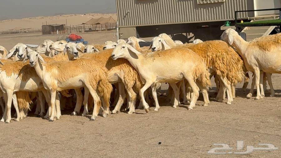Sheep Type 46 More Details Mostly Rkhal63765460562819112