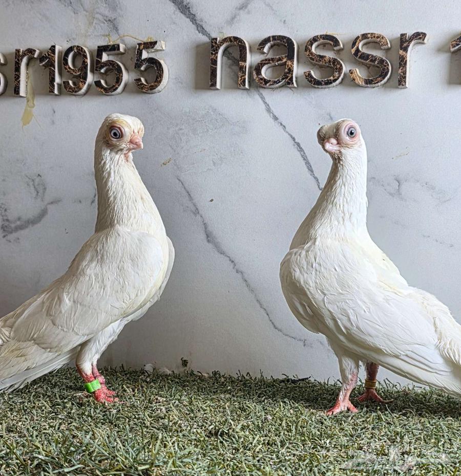 زوج حمام كوري مستوى قوي (( تم البيع ))63774008025474110