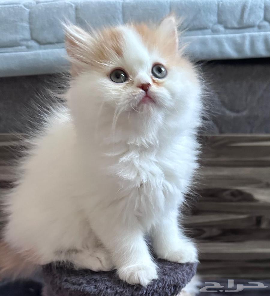 كيتن انثى هاف بيكي جميله63764764739843112