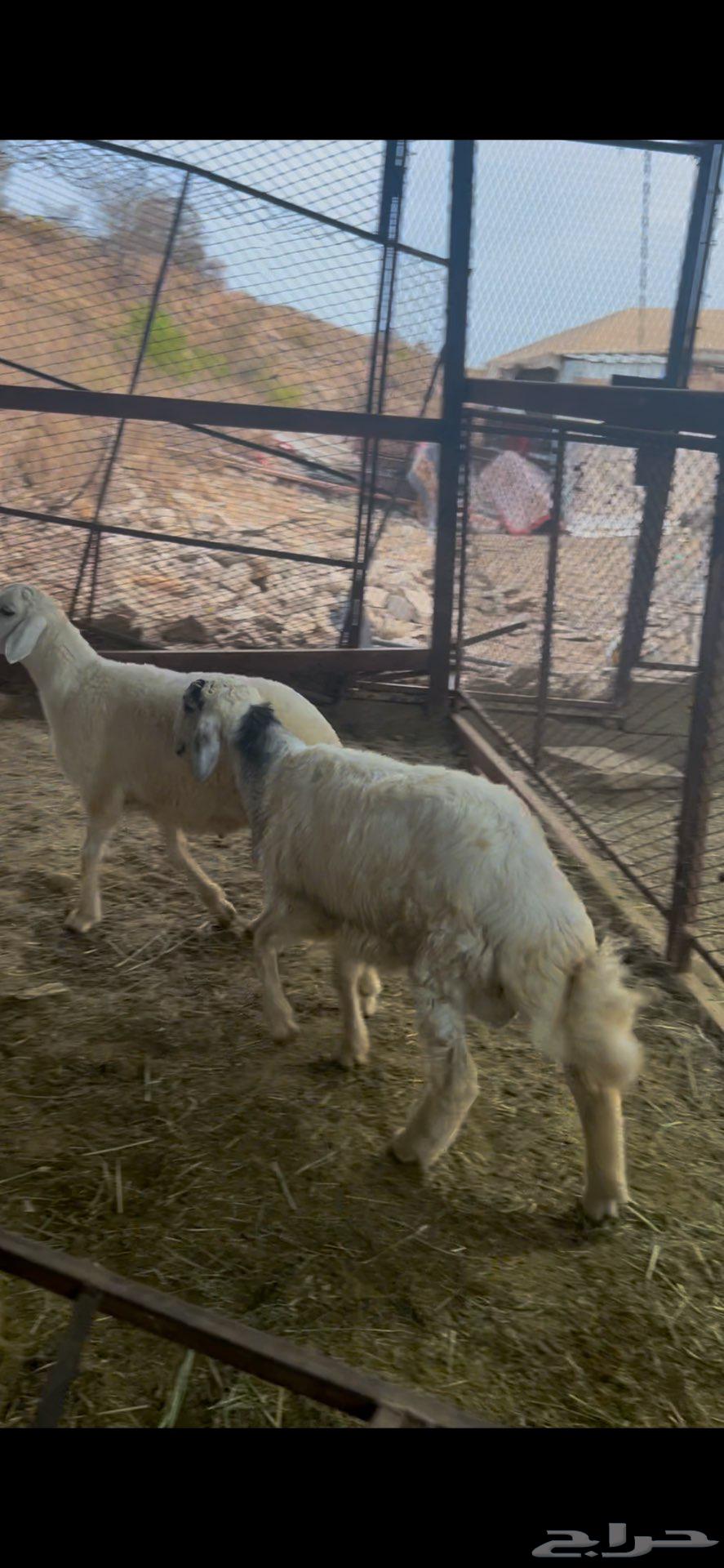 طليان تم البيع خارج الموقع63783289613442113