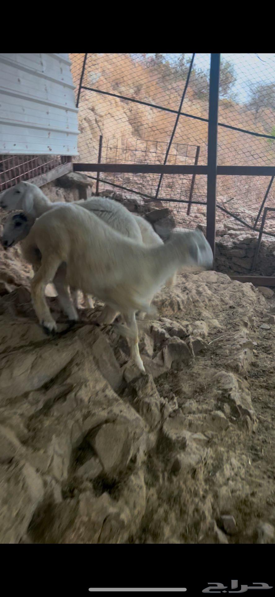 طليان تم البيع خارج الموقع63783289613442111