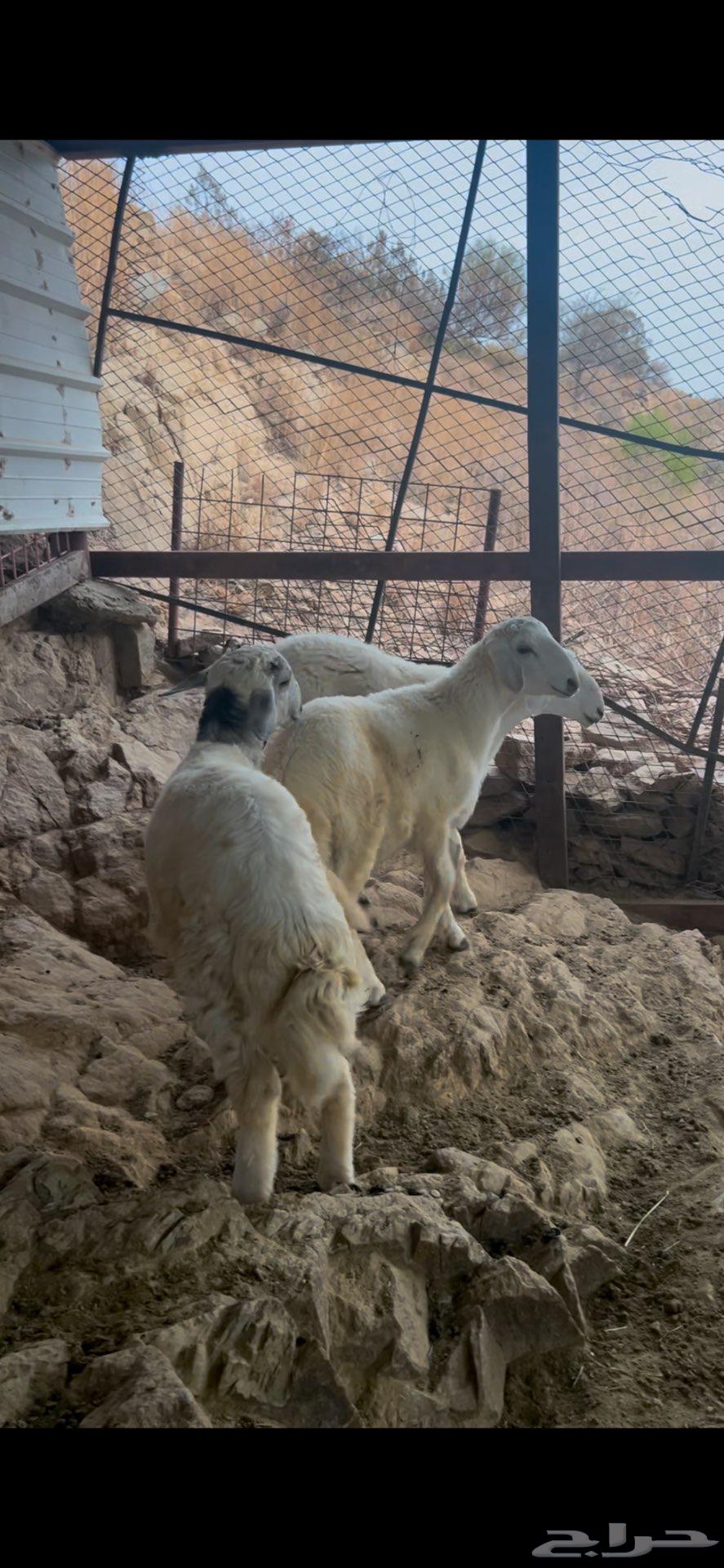طليان تم البيع خارج الموقع63783289613442114