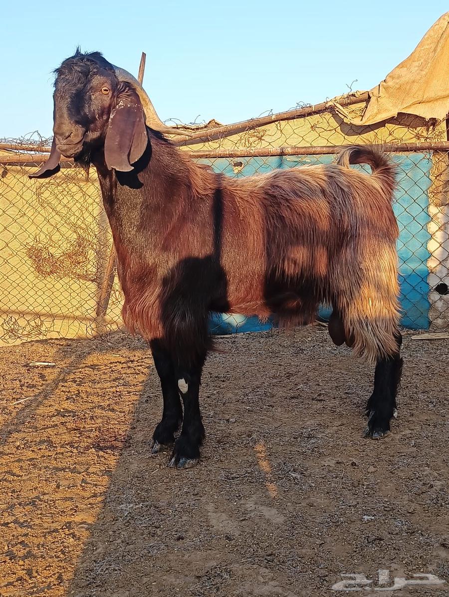 Cypriot male goat for sale63785039282691110