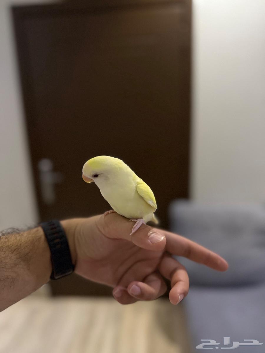 روز اليف وهدد عيون حمر63776103429763112