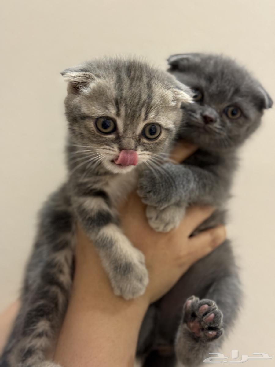 Scottish Fold Kittens63722151416067110