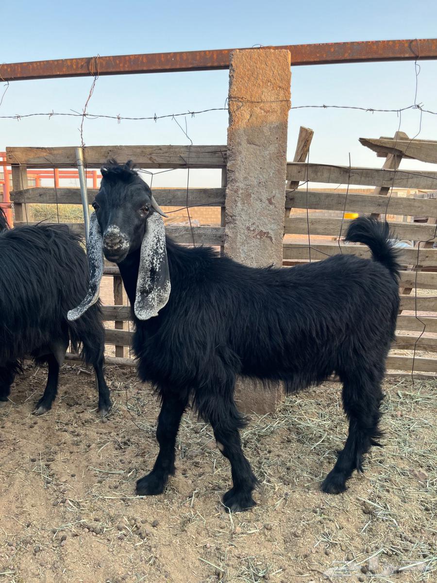 Tess for sale, age 5 months and 15 days, sold outside Haraj website63799959057410112