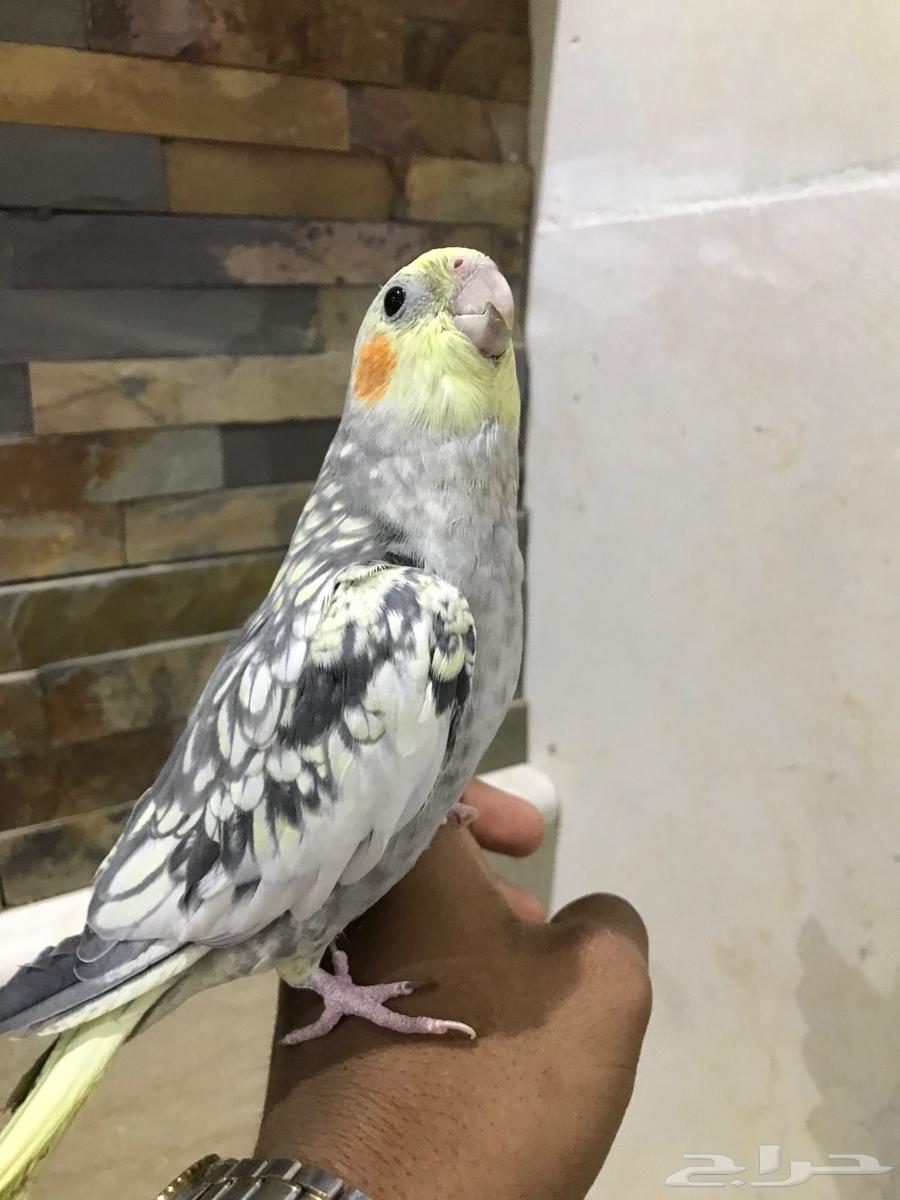 Friendly and talking crows63800706478595112