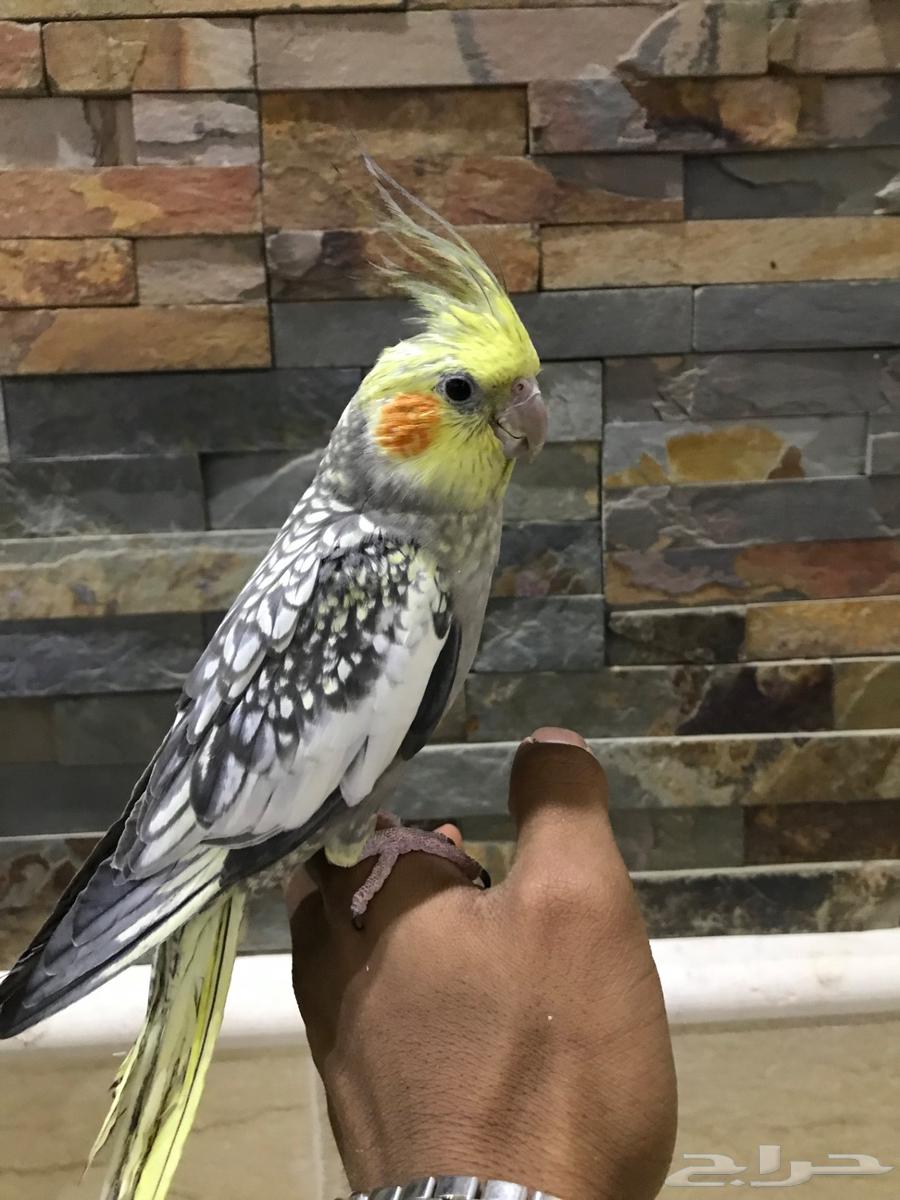 Friendly and talking crows63800706478595113