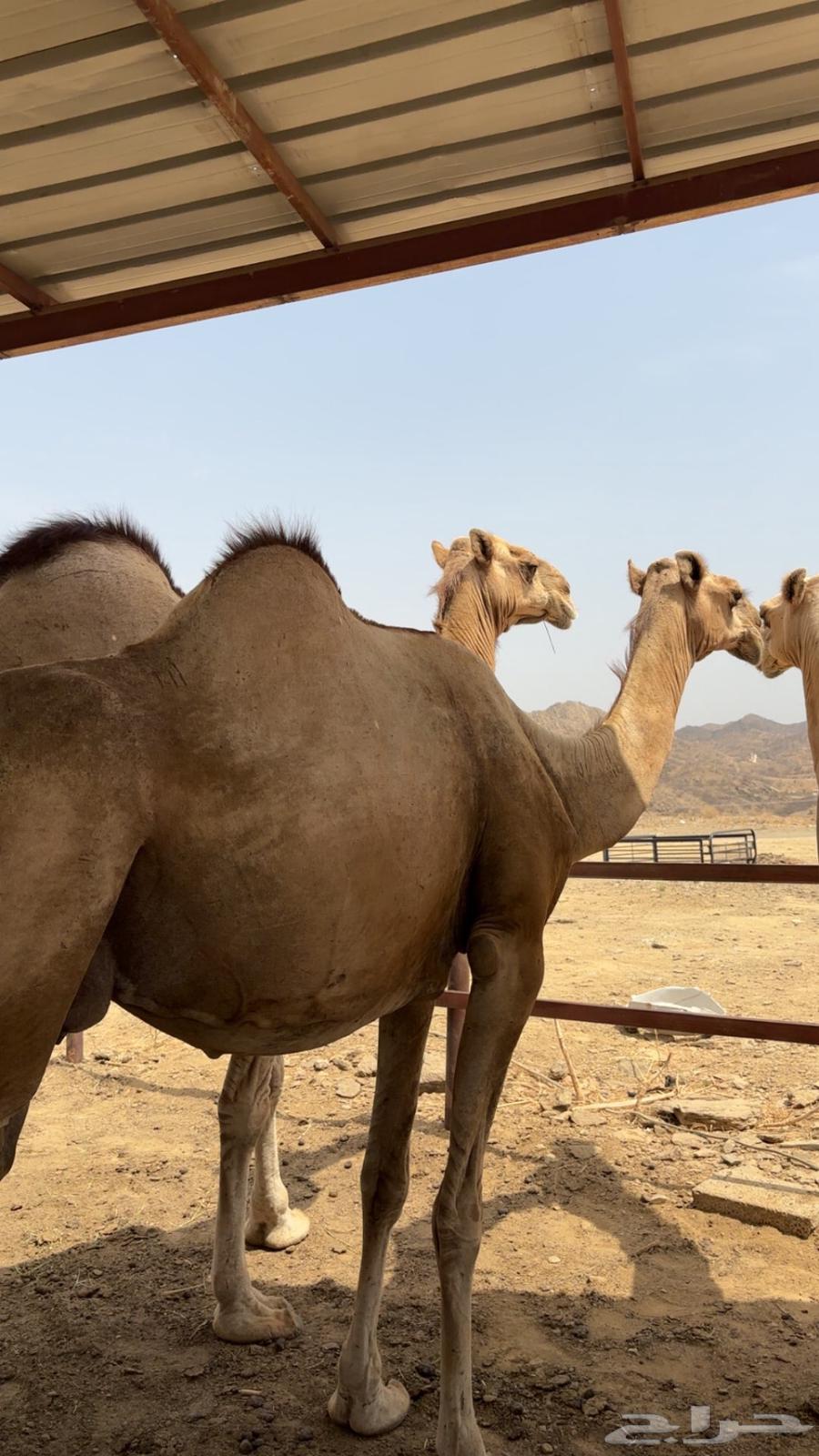 الابل اوراك جنب للبيع63790427455105114
