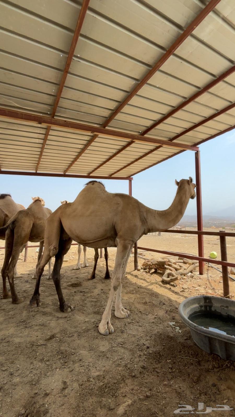 الابل اوراك جنب للبيع63790427455105113