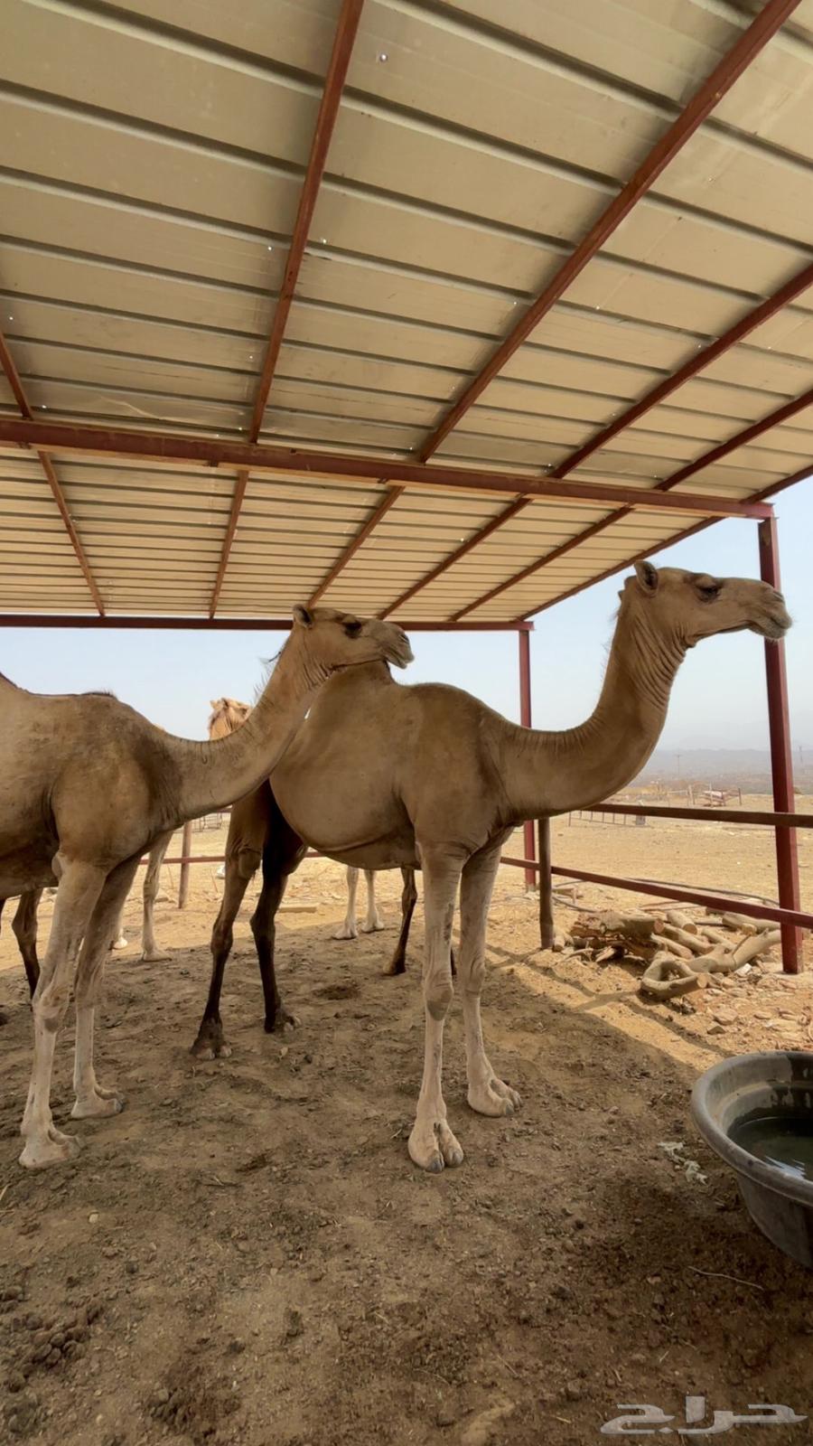 الابل اوراك جنب للبيع63790427455105112