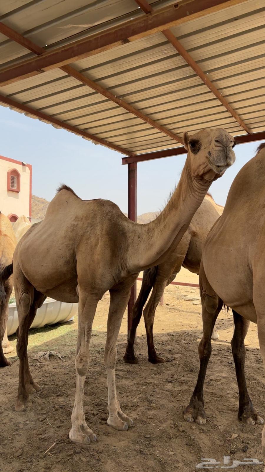 الابل اوراك جنب للبيع63790427455105111
