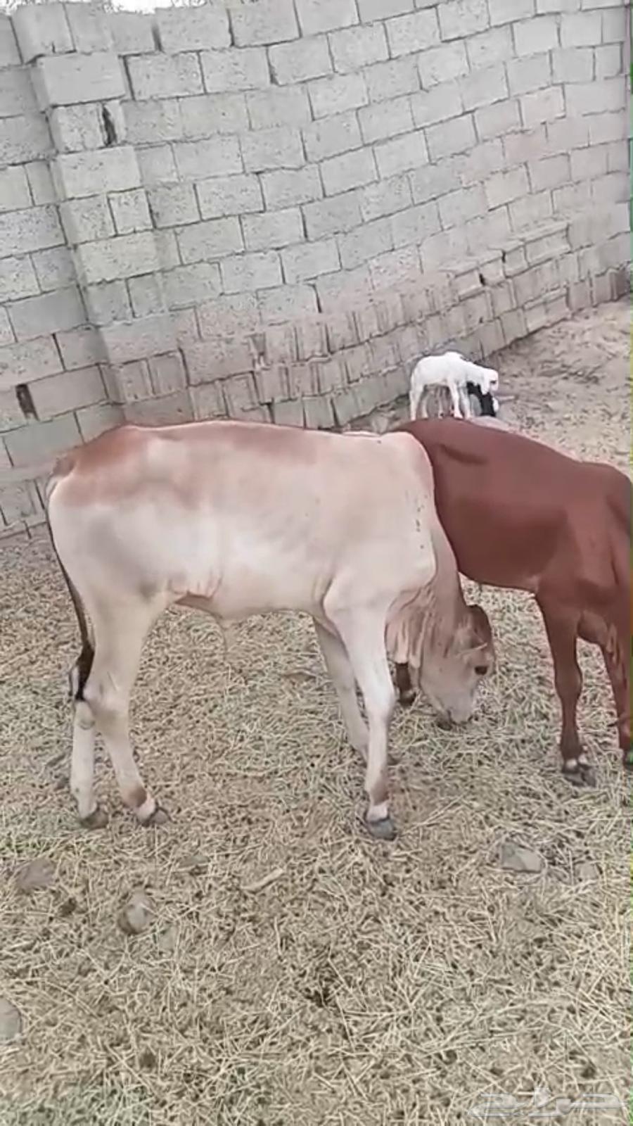 Heslan for sale63799740764033110