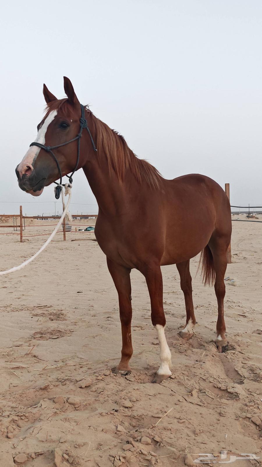 Horse with strength and endurance63679744098434113