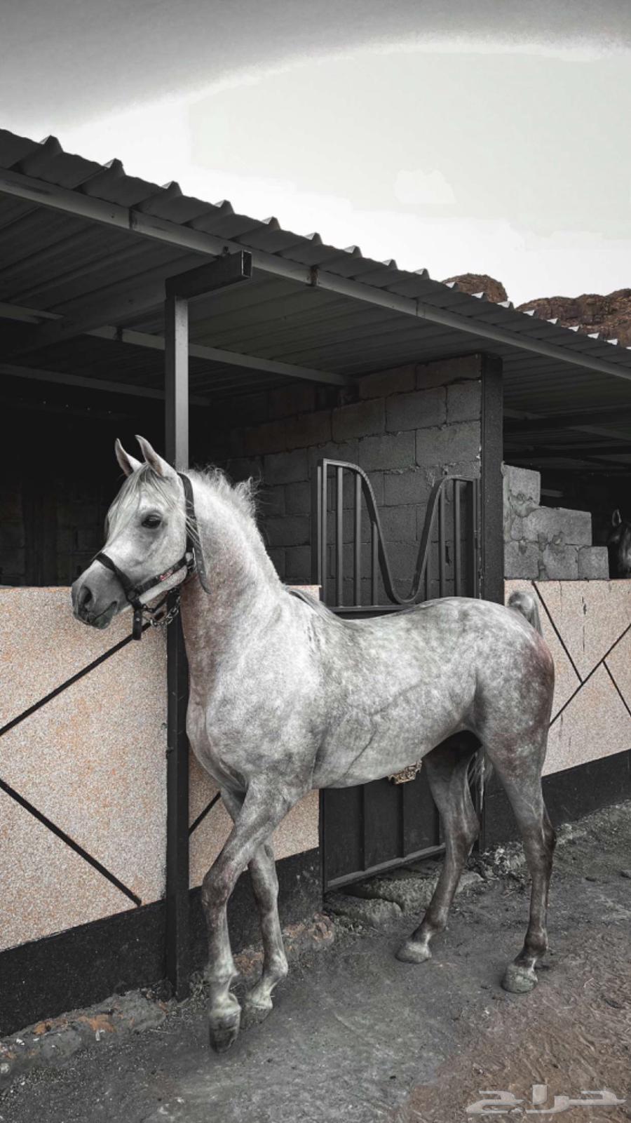 Horse Riding Lessons63799321668355111