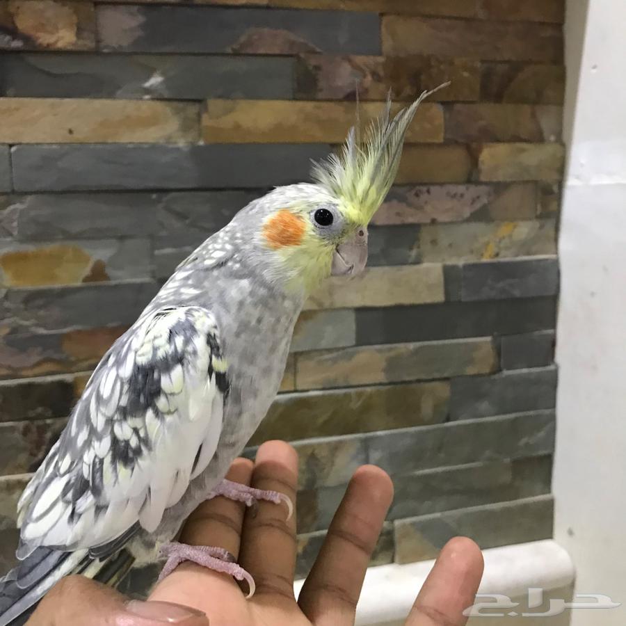 Friendly and talking crows63800706478595111