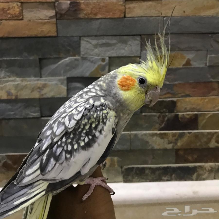 Friendly and talking crows63800706478595114
