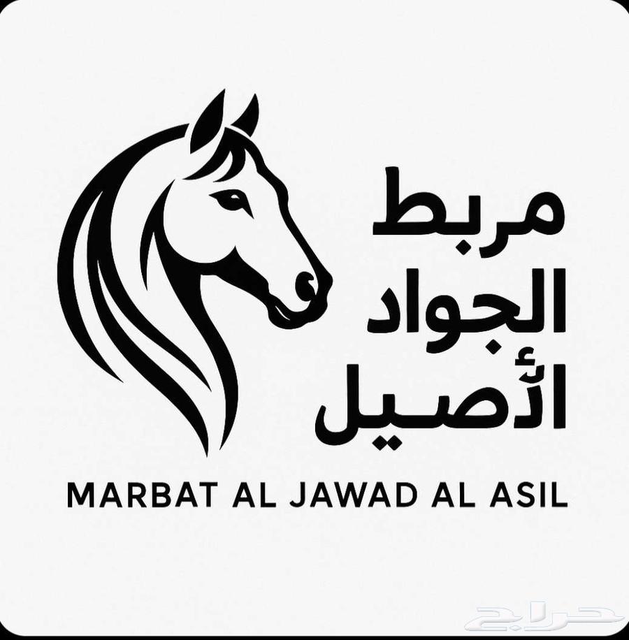 Horse Riding Lessons63799321668355110