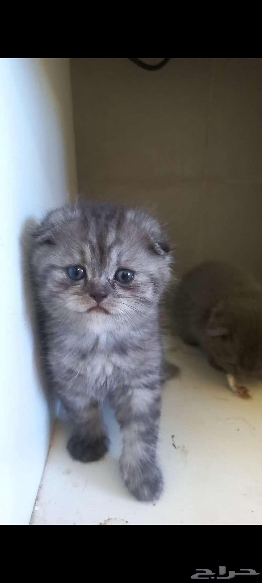 Cats63811649270401111