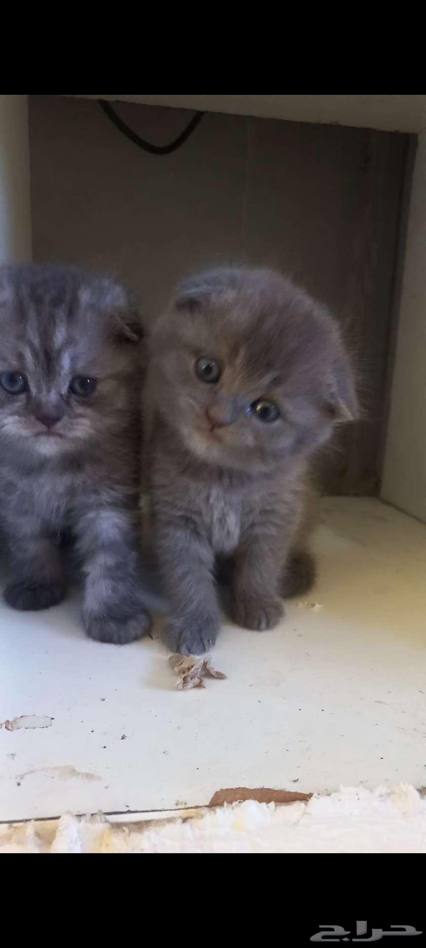 Cats63811649270401110