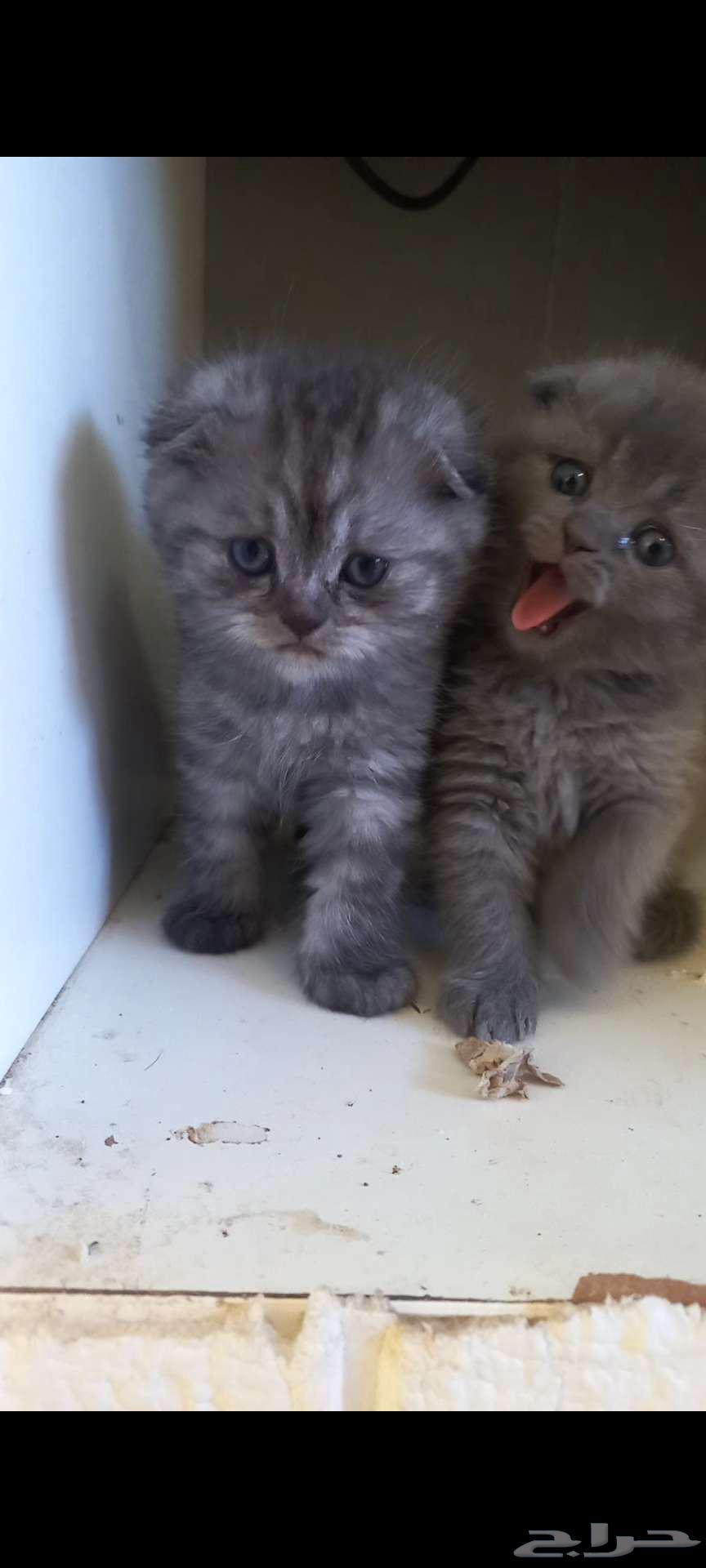 Cats63811649270401112