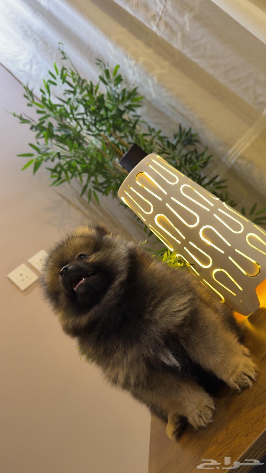 Price list for female Pomeranian TKB purebred633899909591061119