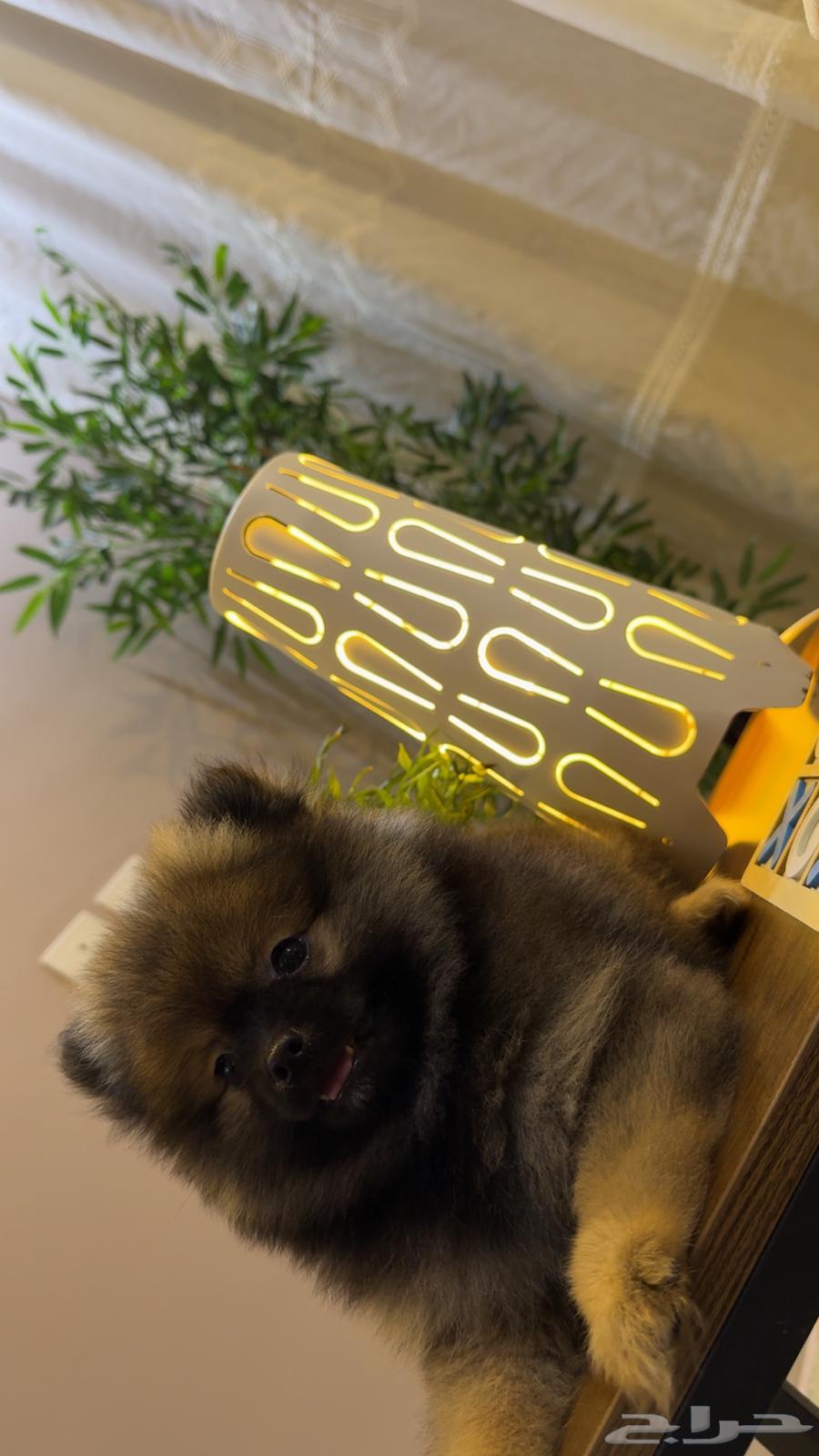 Price list for female Pomeranian TKB purebred63389990959106111