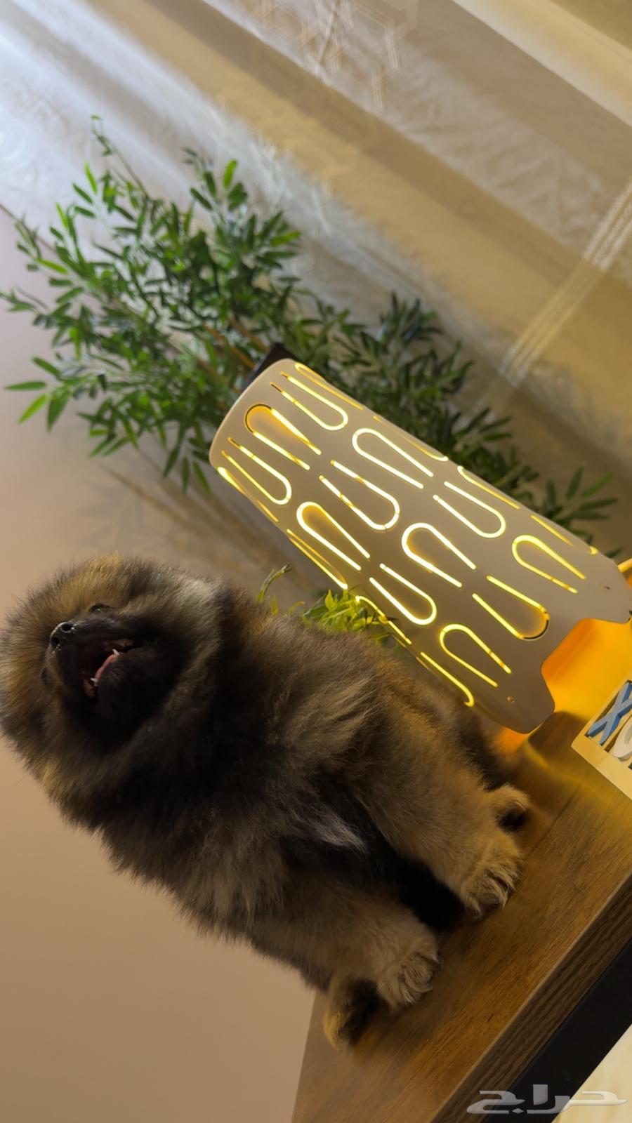 Price list for female Pomeranian TKB purebred63389990959106112