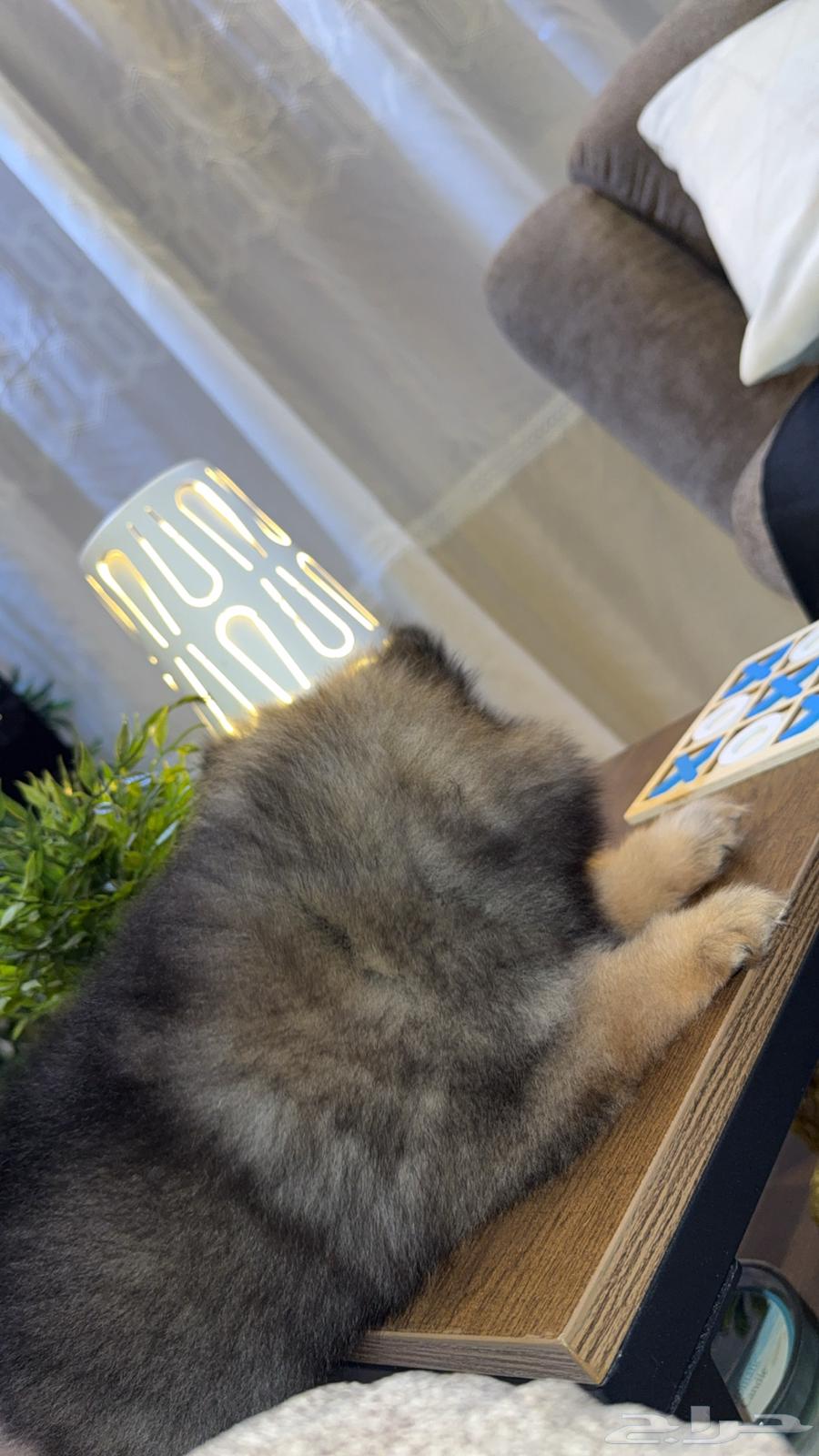 Price list for female Pomeranian TKB purebred63389990959106113