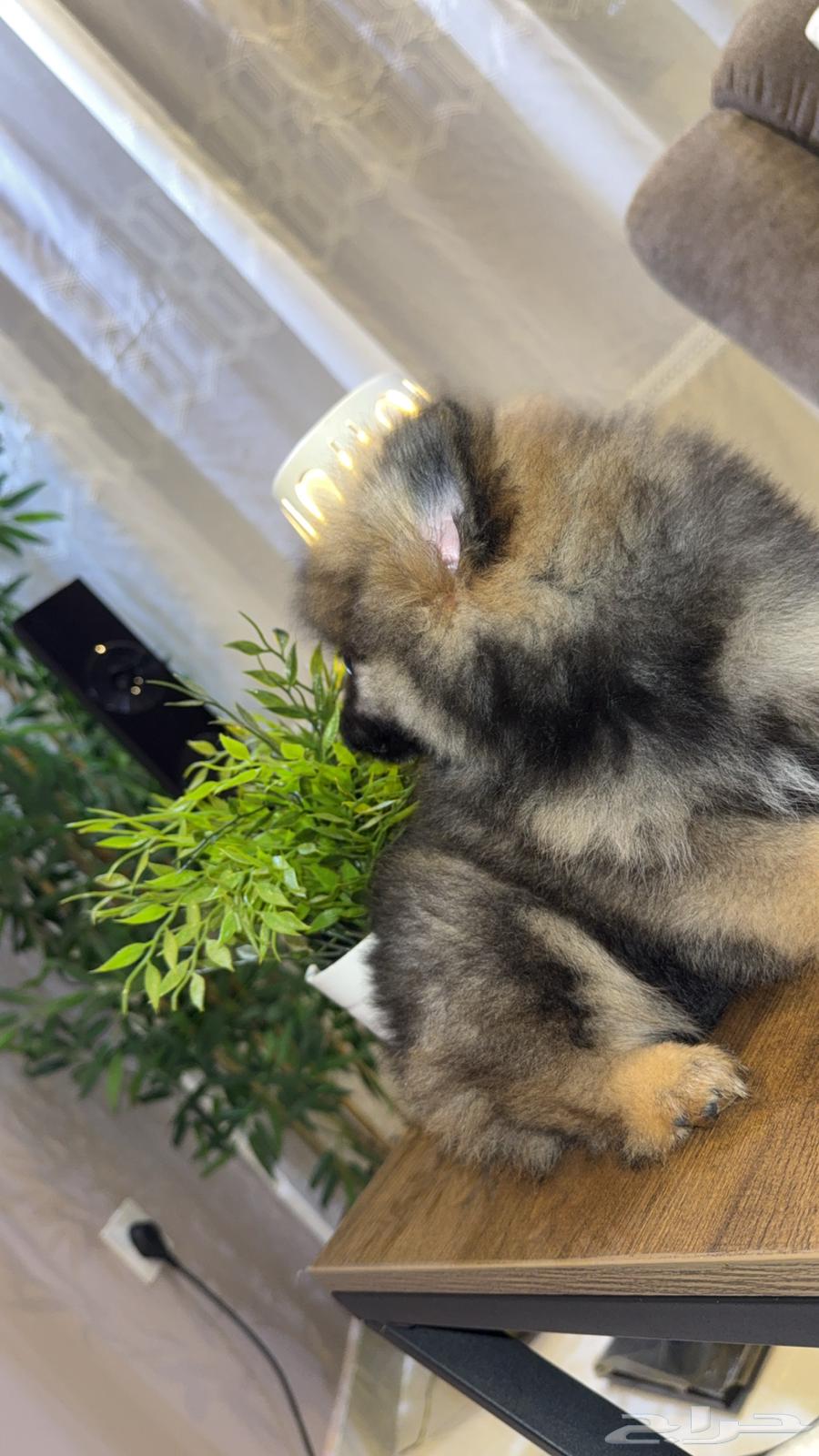 Price list for female Pomeranian TKB purebred63389990959106114