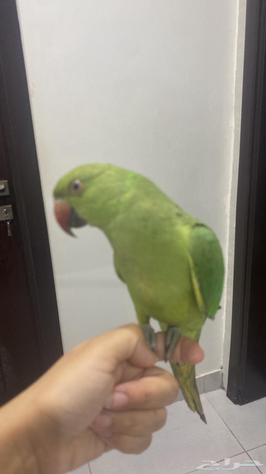 ببغاء الدره للبيع مع كامل احتياجاته63680733797889110