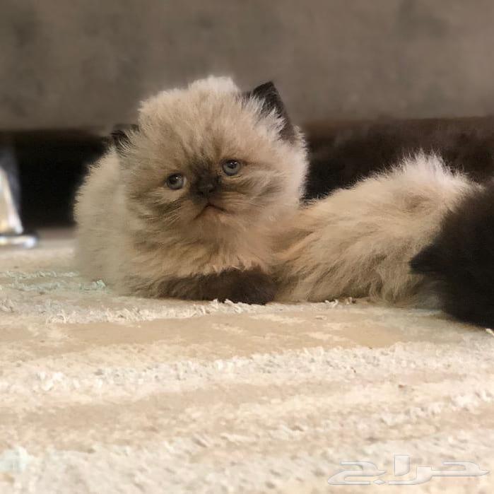 هاف بيكي هملايا (( تم البيع ))63708479453953111