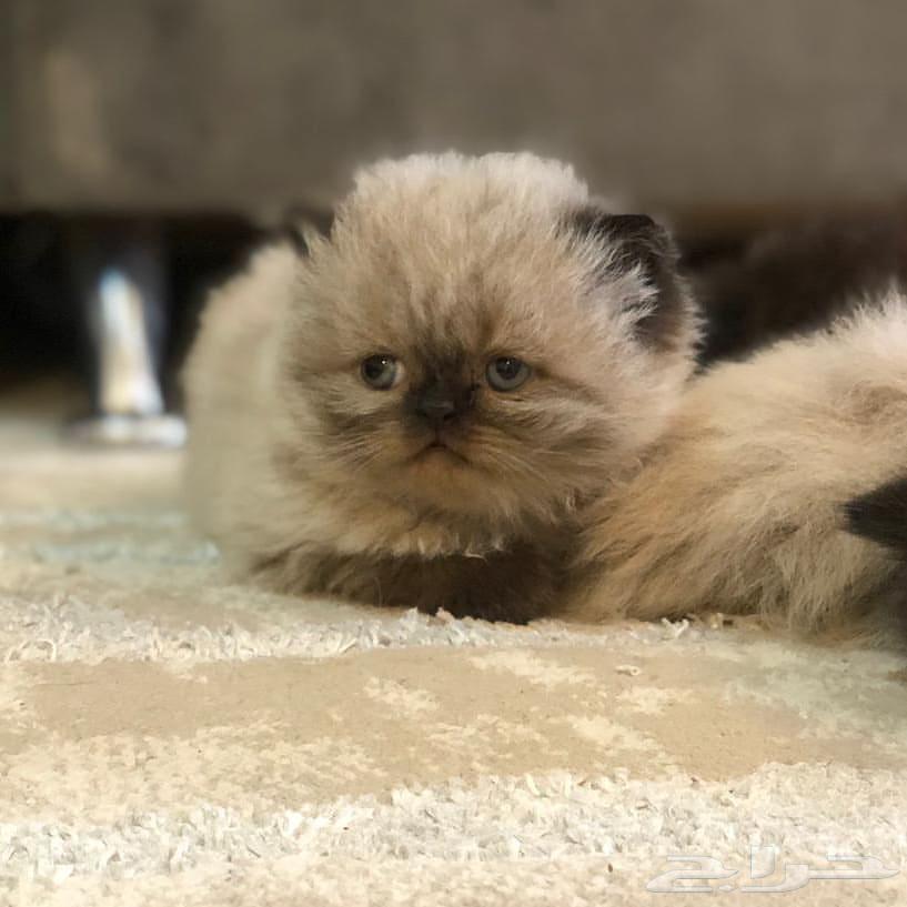 هاف بيكي هملايا (( تم البيع ))63708479453953110