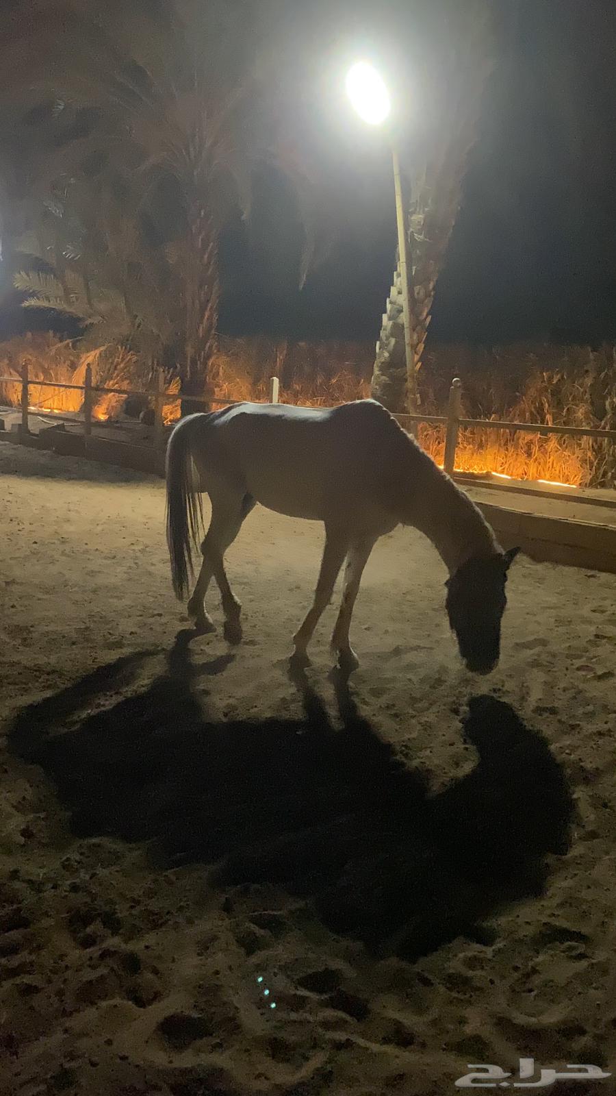 Horse for sale63836161105666112