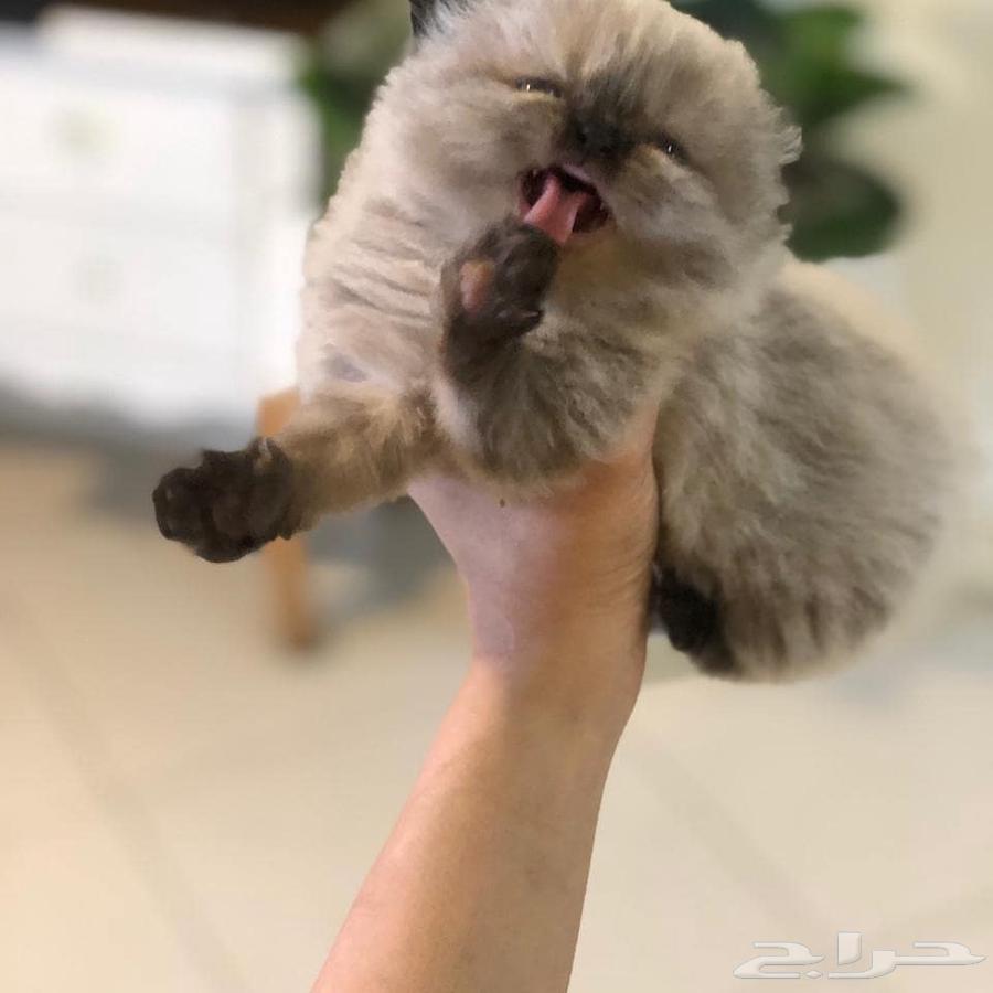 هاف بيكي هملايا (( تم البيع ))63764961978882110