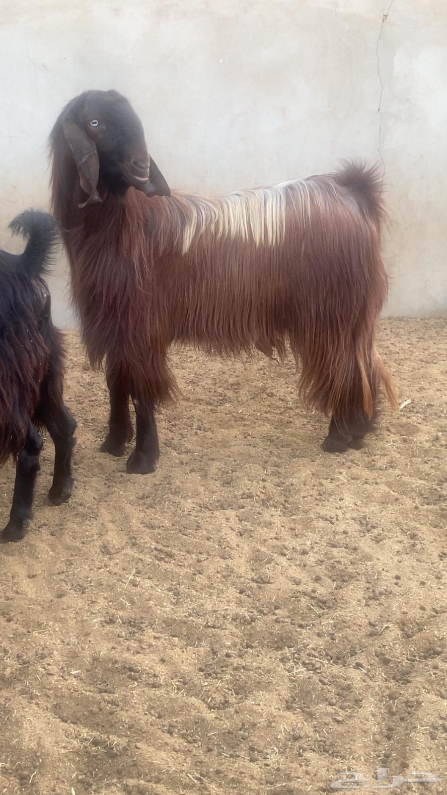 Cyprus Male Goat Sold63852428291329113