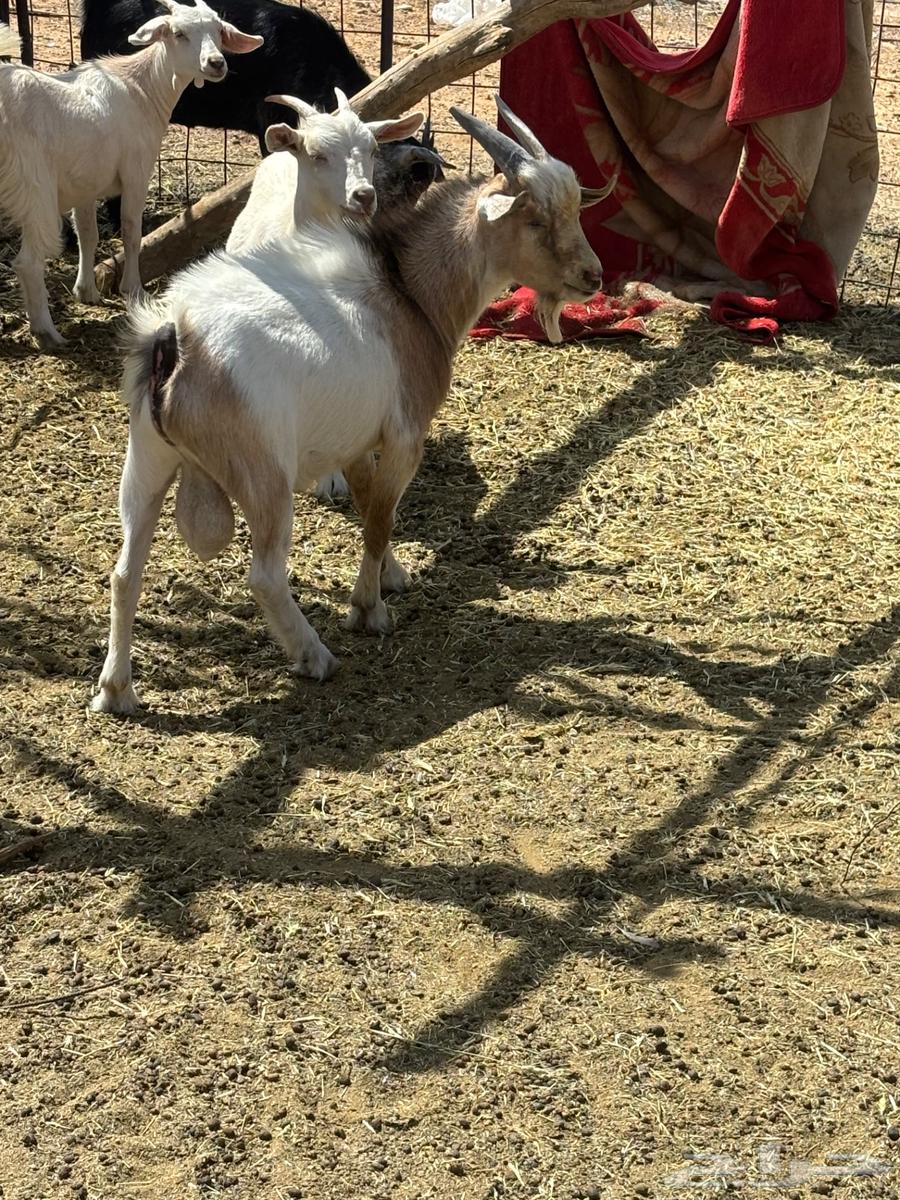 Dwarf goat63878060452867110