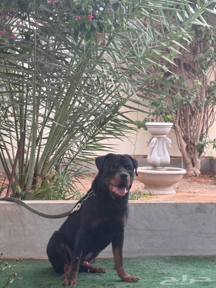High-level trained Rottweiler for sale63883851027458110