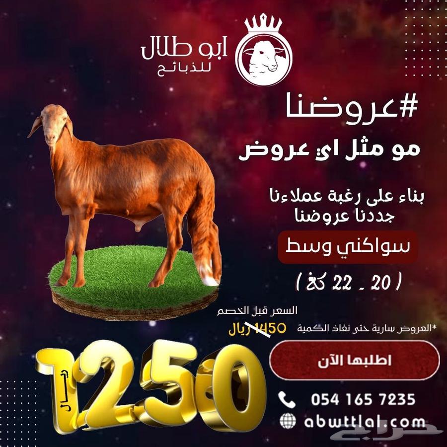خروف سواكني ب999 ريال بس63704748296066111