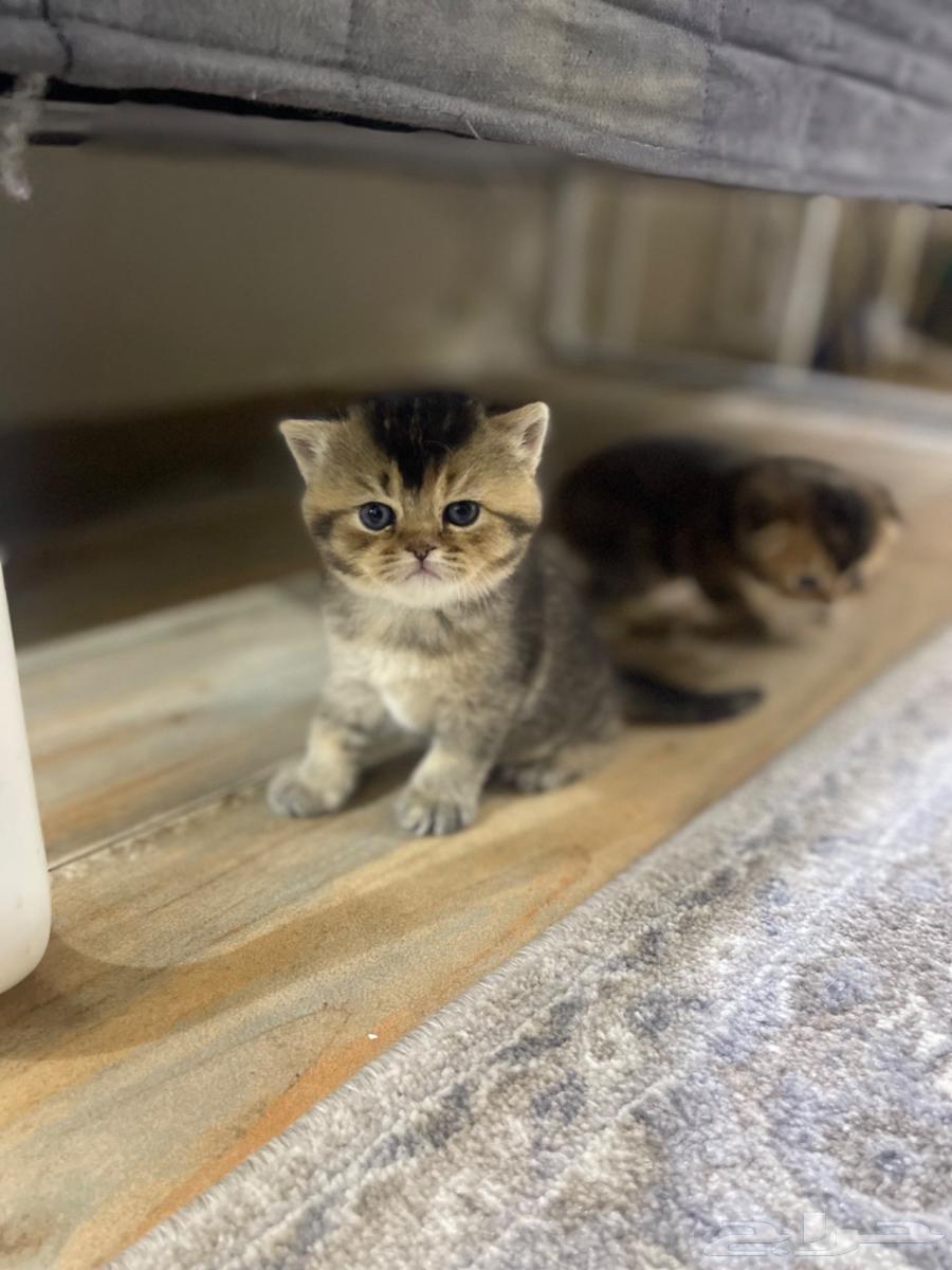 Kittens for sale63898198926211110