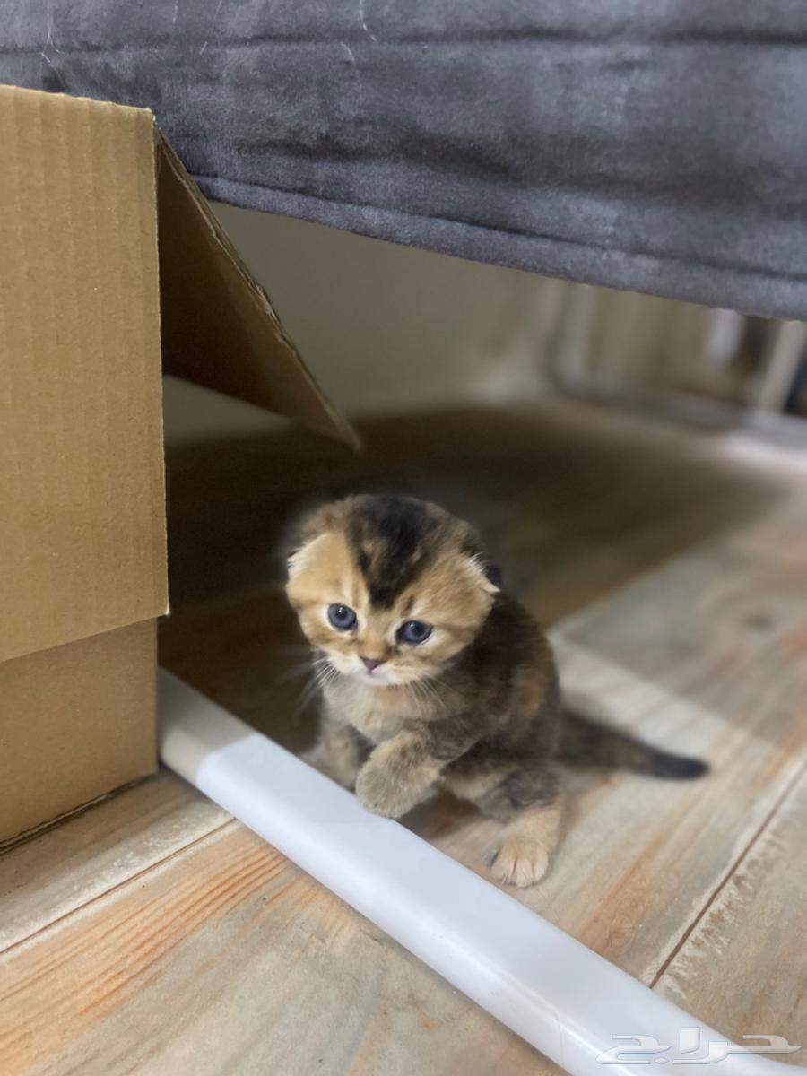 Kittens for sale63898198926211113