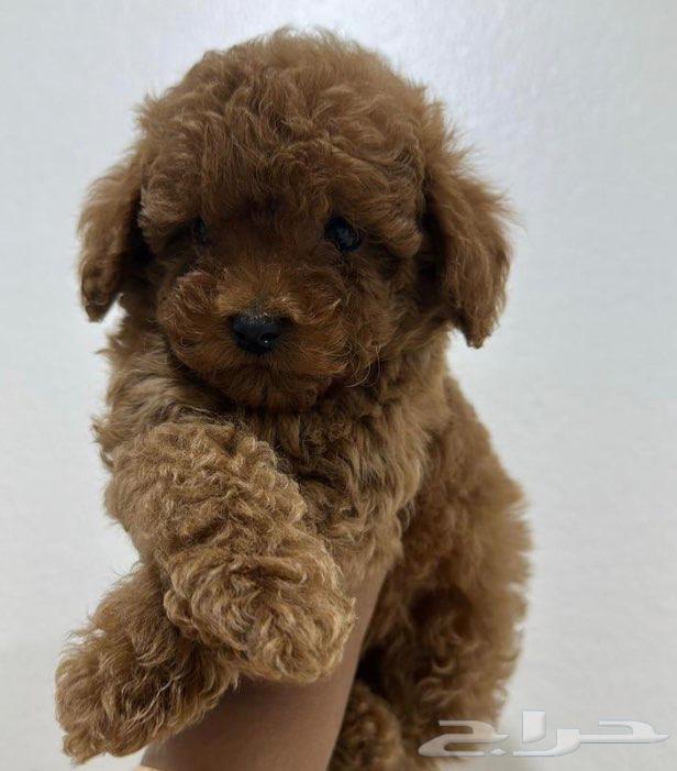 Mini Toy Poodle63943923676163112